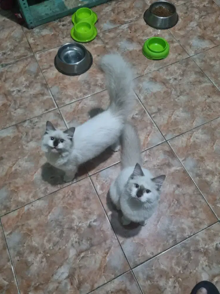 kucing ragdoll umur 4 bulan jantan nonped , aktif,sehat lincah.
