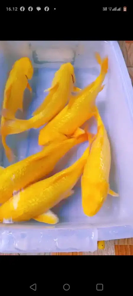 ikan koi blitar koi blitar mix karasi asagi susui chagoi showa kohaku