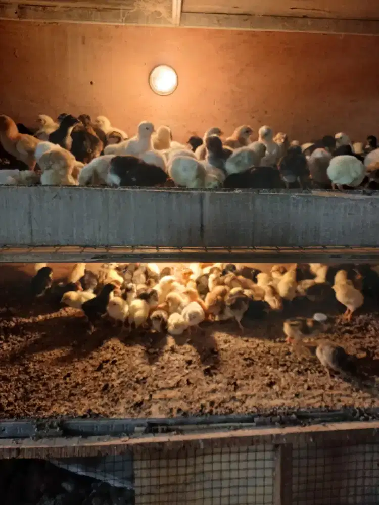 Jual doc/anak ayam kampung