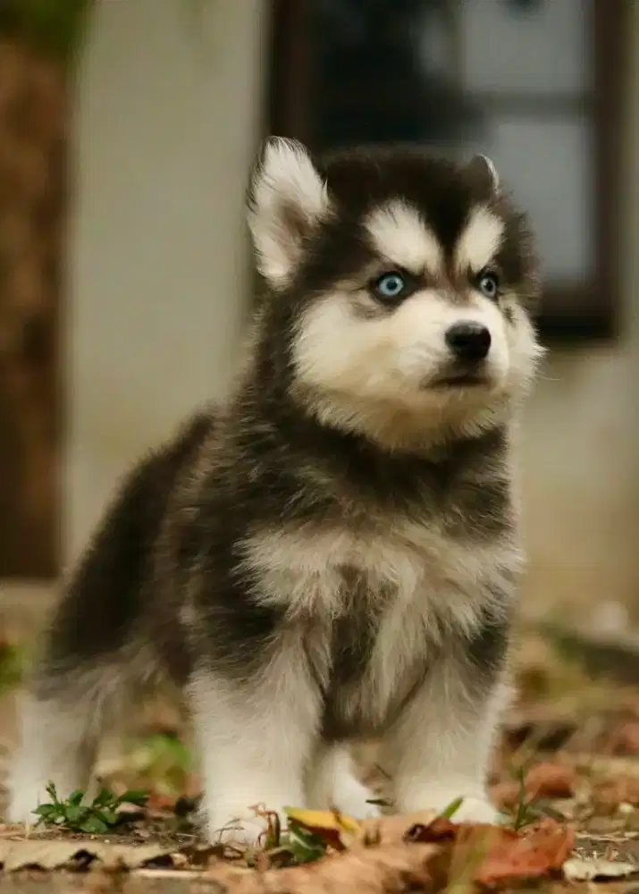 Siberian Husky jantan