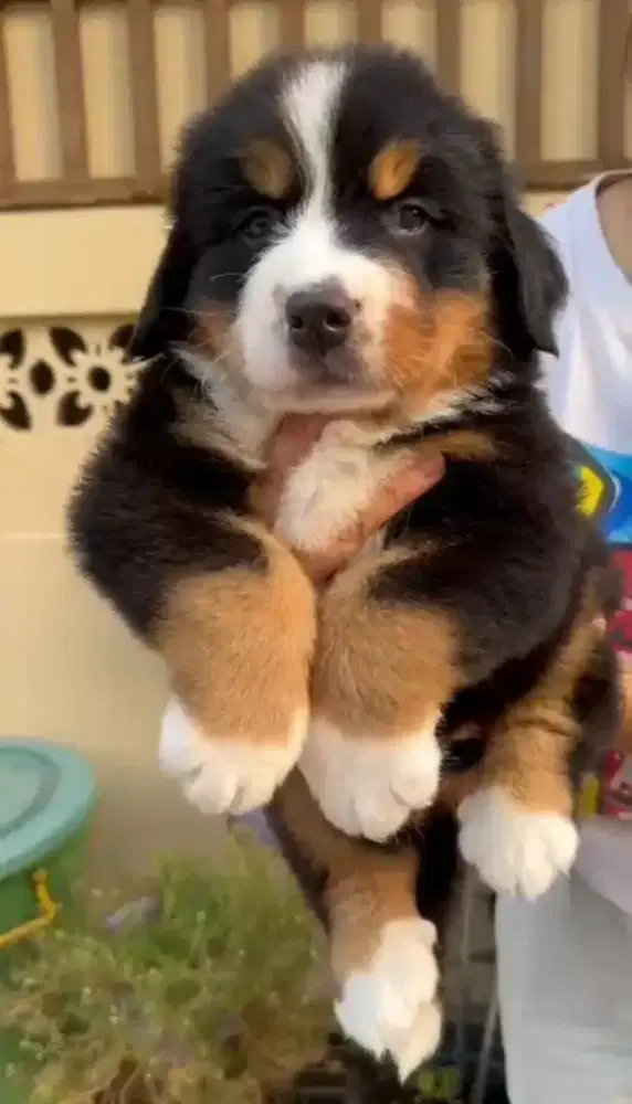 Bernese betina  bigbone