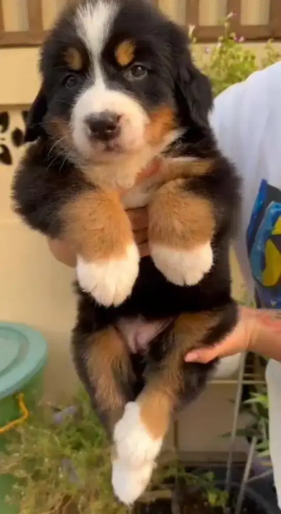 Bernese betina big
