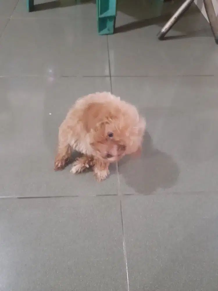 Dijual anak anjing shinpo
