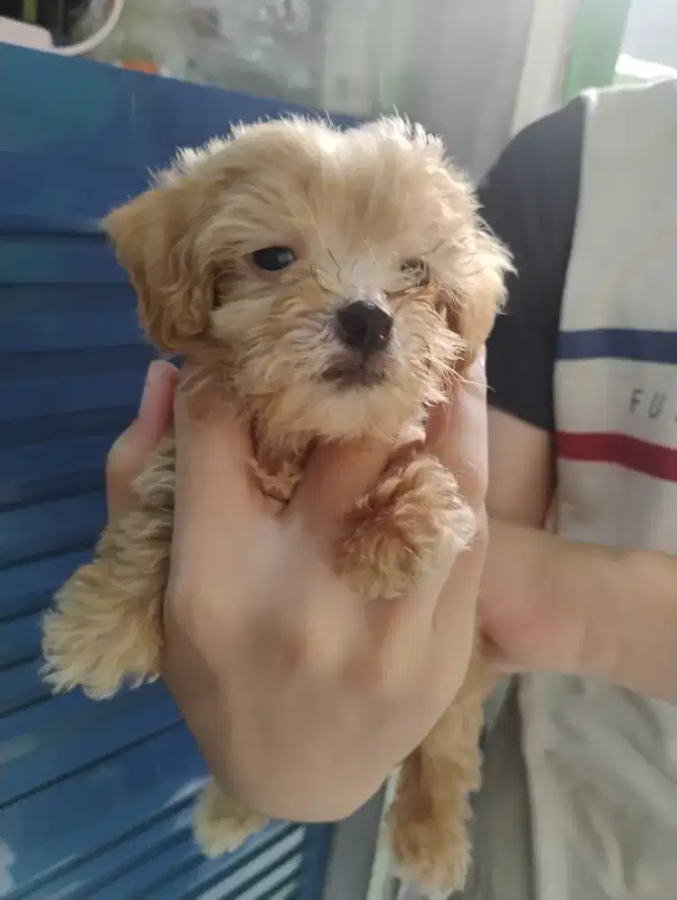 Anjing Maltipo 1,5 bulan jantan