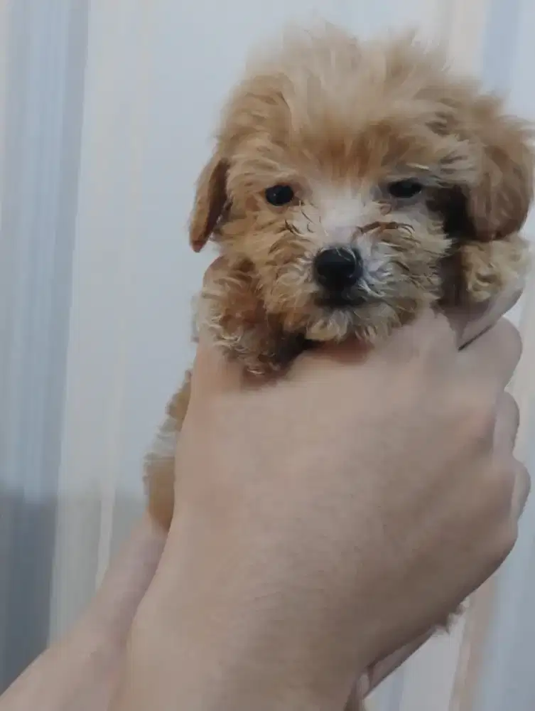 Anakan Anjing Maltipo jantan 1,5 bulan
