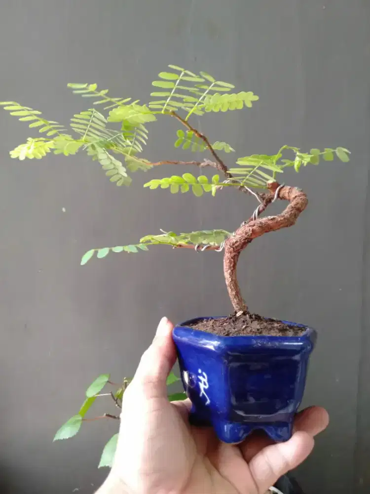 Bonsai asam jawa mame