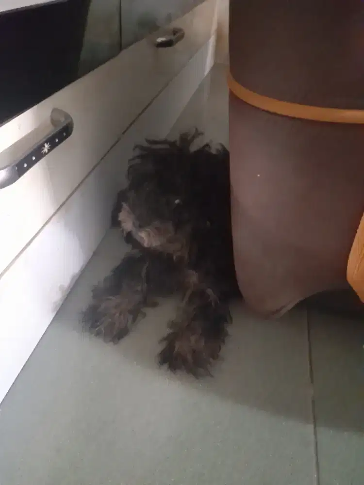Di jual anak anjing poodle betina