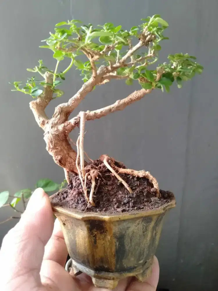 Bonsai sancang ukuran sito