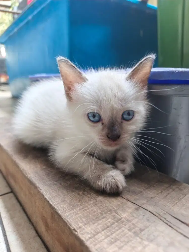 Anak kucing mix