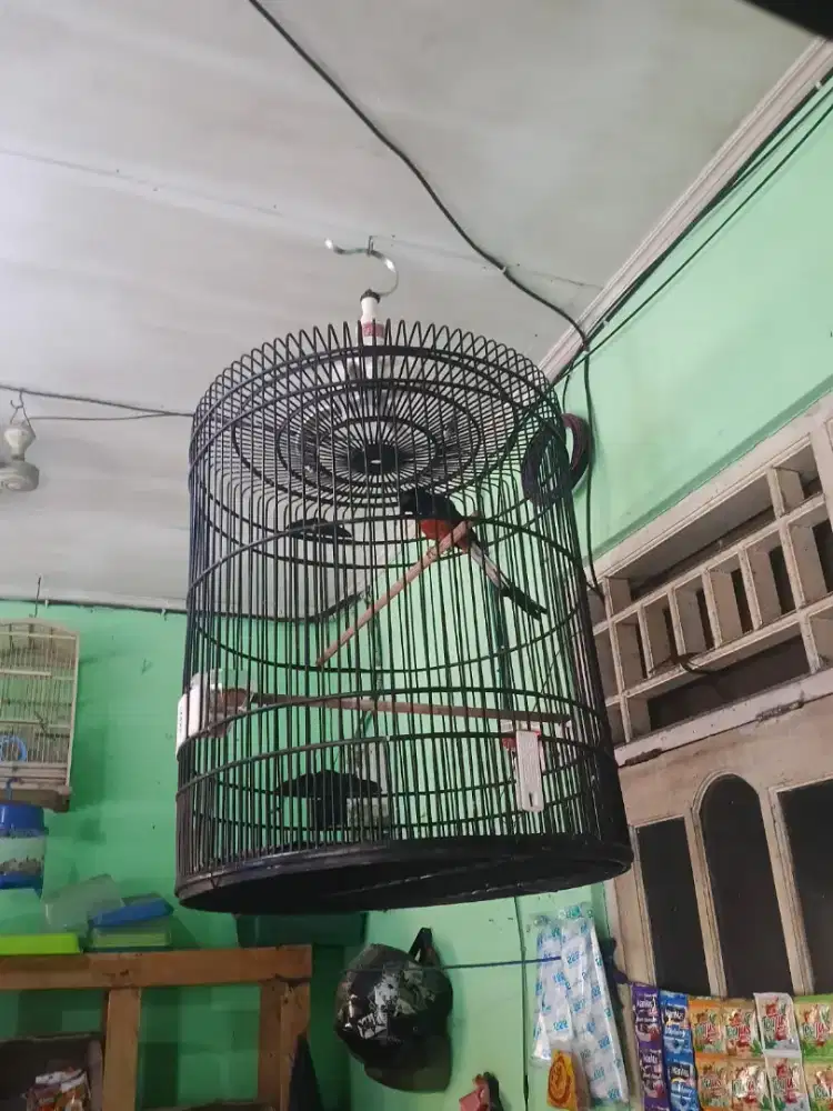 Burung murai gacor fulset