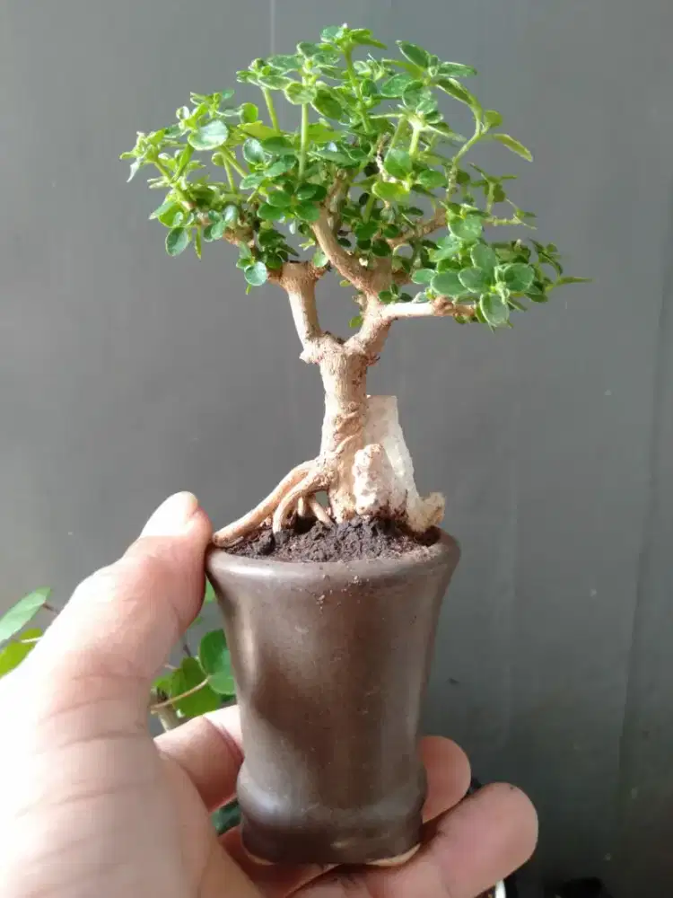 Bonsai sancang varigata pot keramik ukuran sito