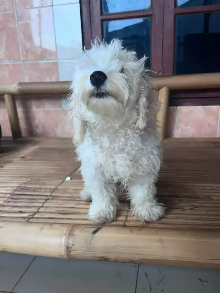 Anjing hias Maltipo