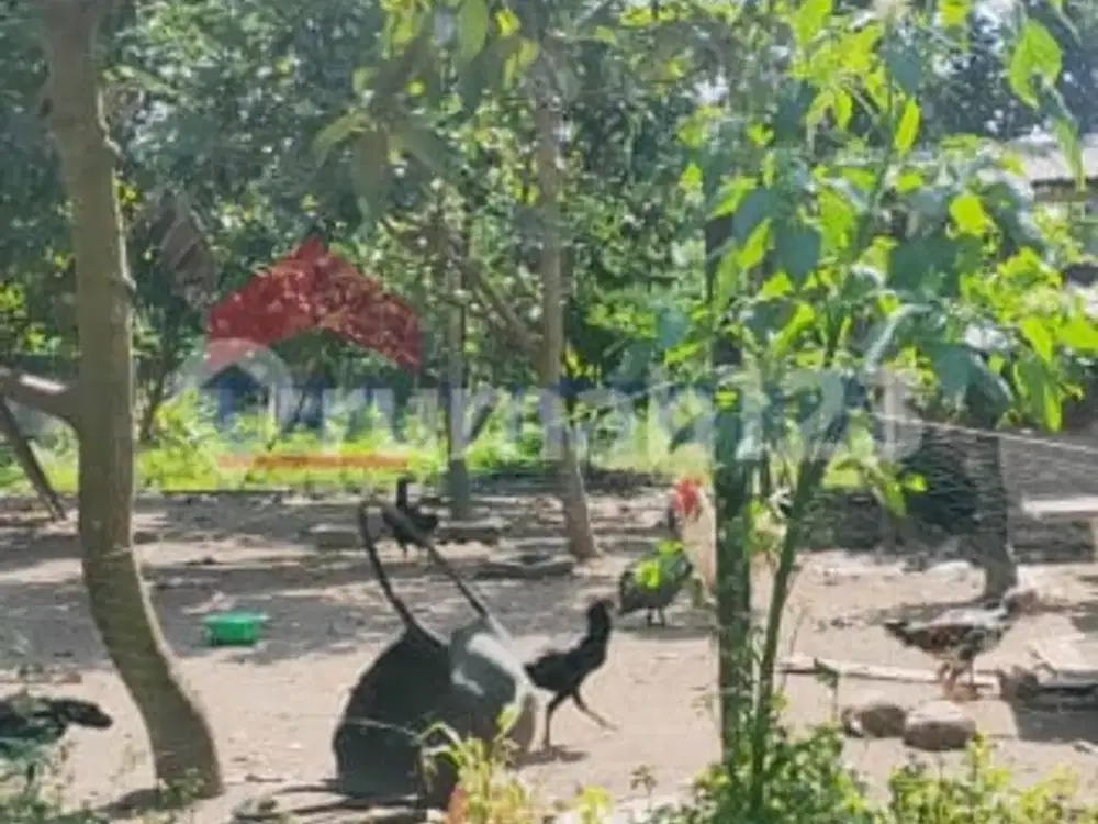 DIJUAL Tanah Dekat Kawasan Makan Bung Karno, Area Ramai Cocok untuk Tempat tinggal, 15 Menit ke Pusat Kota Blitar