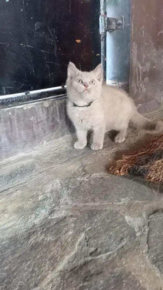 Kitten British Shorthair Non ped