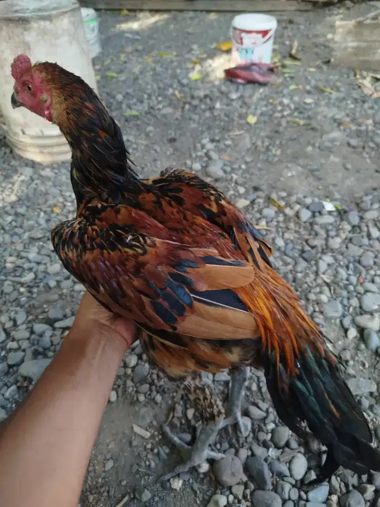Jual ayam muda usia 4 bulan