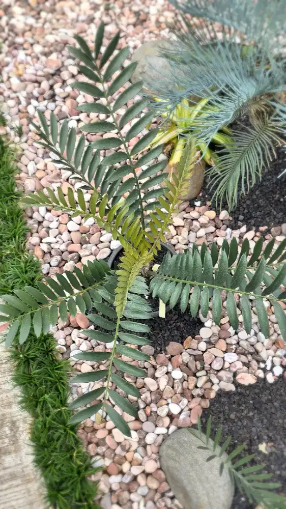 Encephalartos Ferox Caudex 7-8 cm Subur Istimewa