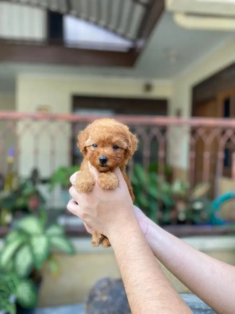 Teacup poodle betina