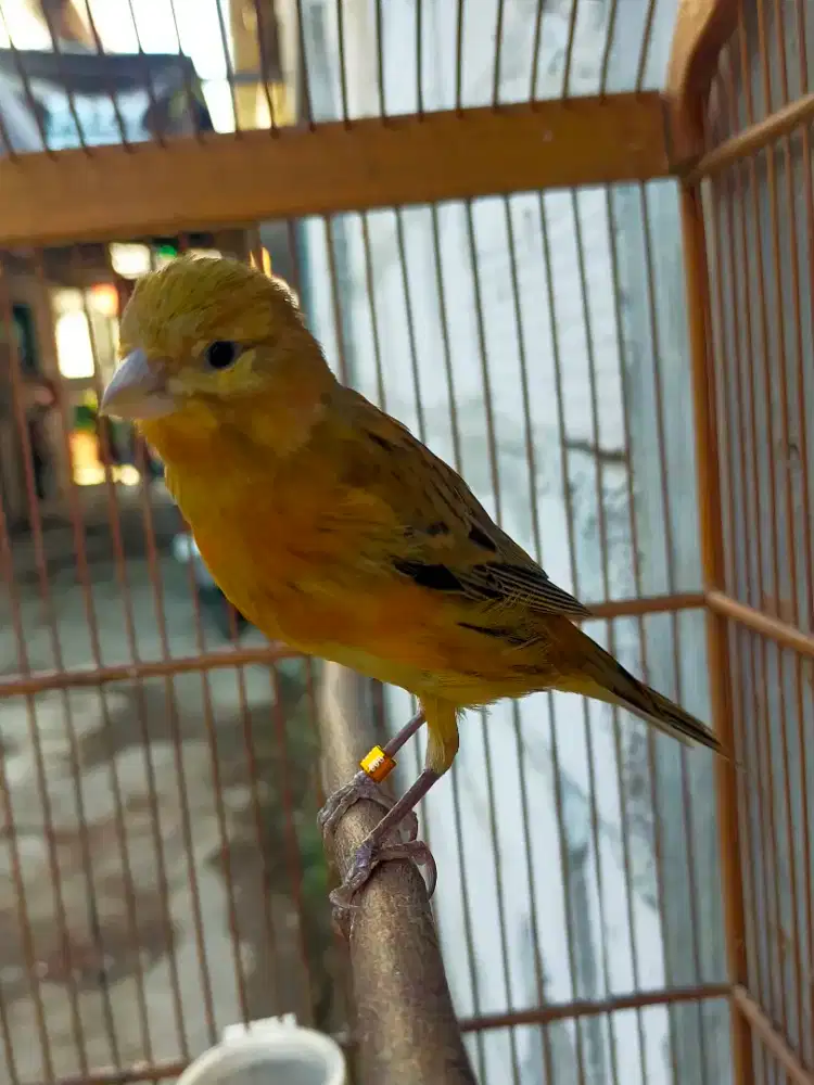 Burung kenari loper betina menuju siap