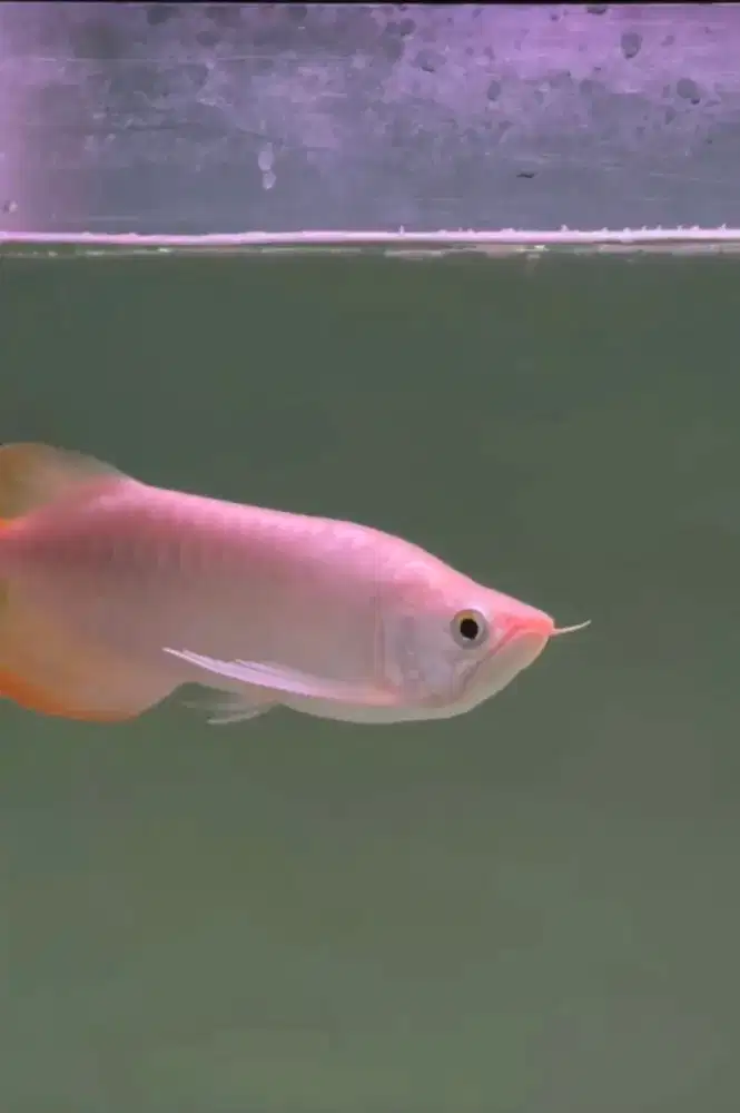 arwana super red semi king