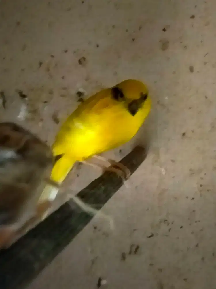 Burung kenari crosbread betina siapan