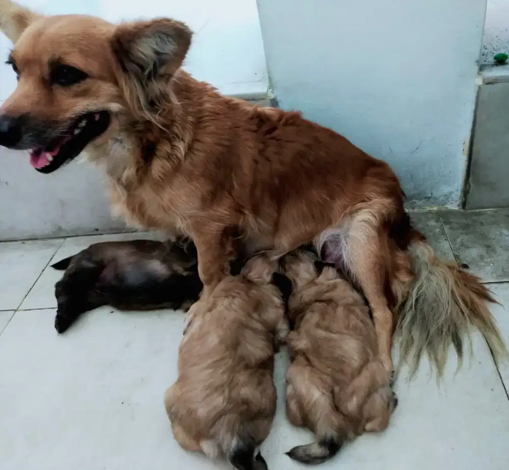 Anakan anjing mix pomerian ( open booking )