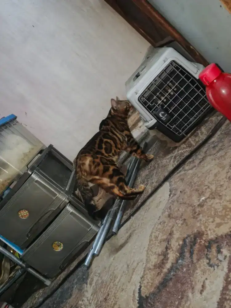 Kucing jantan ..