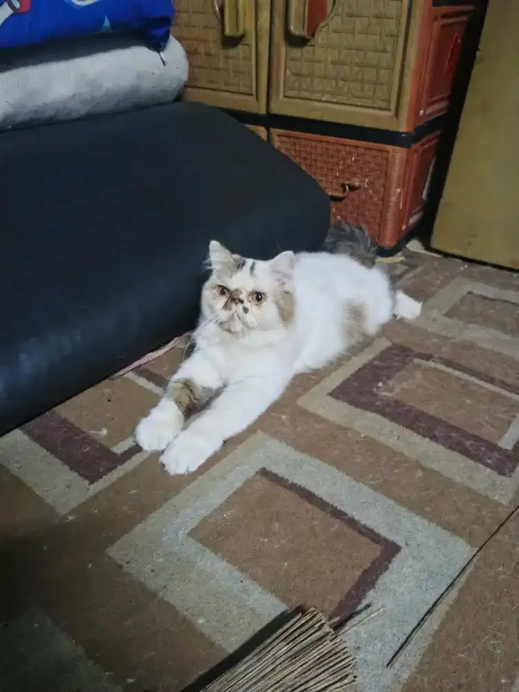 Kucing peaknose jantan