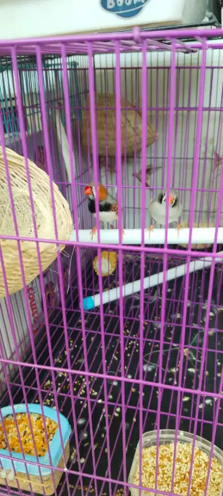 Burung zebra fich sepasang dwsa