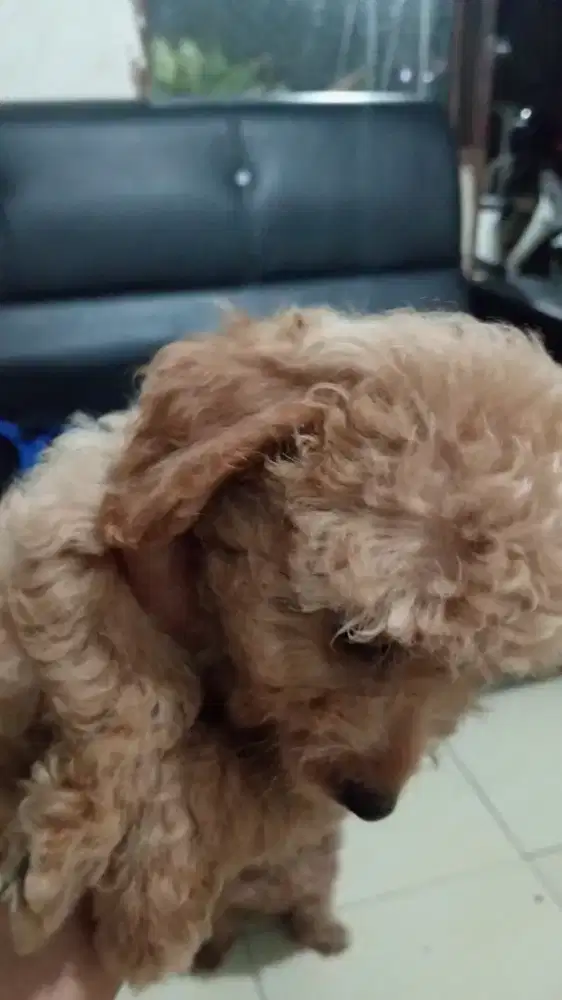 Poodle banyak bulunya