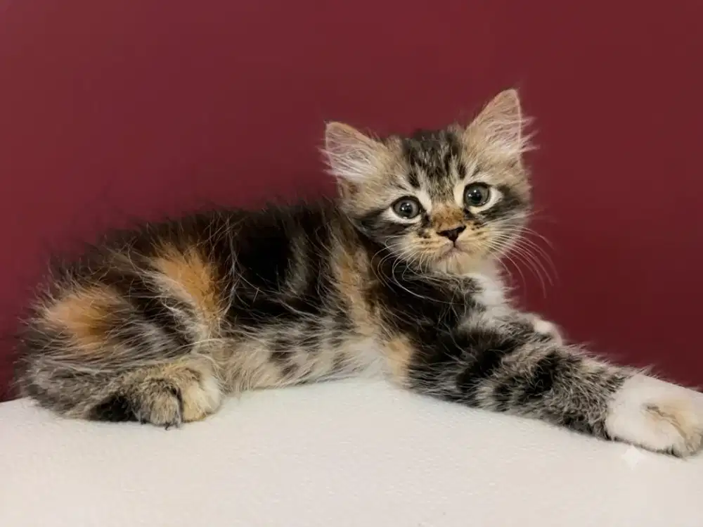 Kitten persia betina 2 bulan