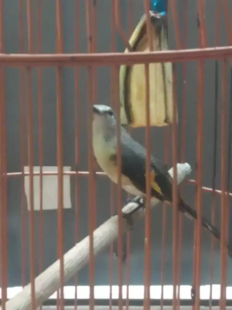 Burung mantenan mini burja