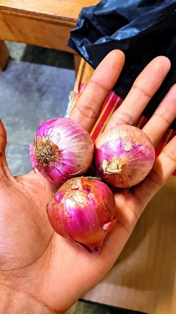 Bawang Merah Bombai (tunggal)
