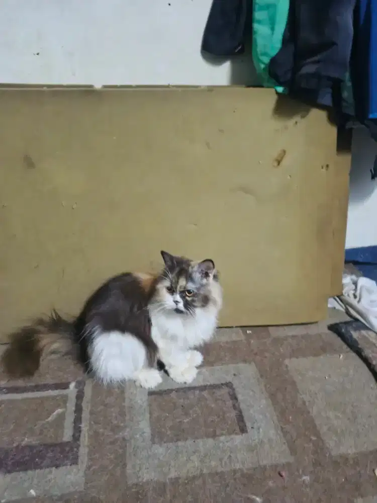 Kucing flatnose
