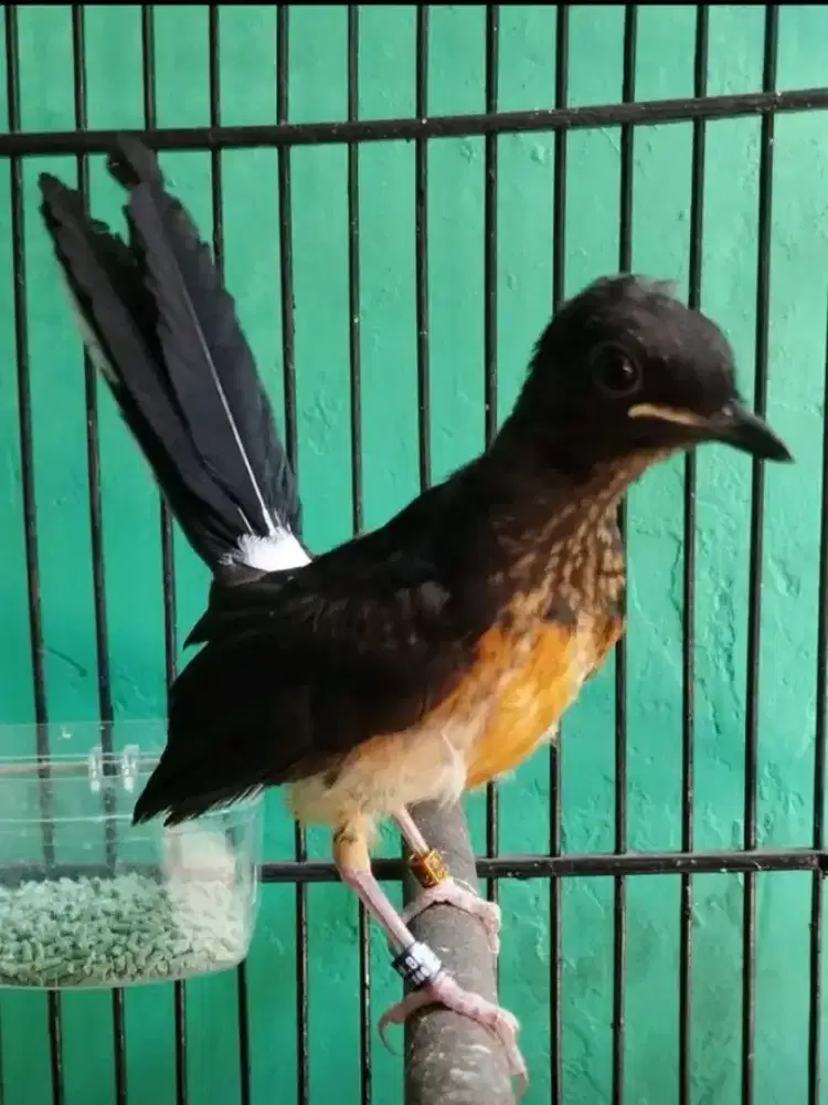trotol murai medan jantan tulen