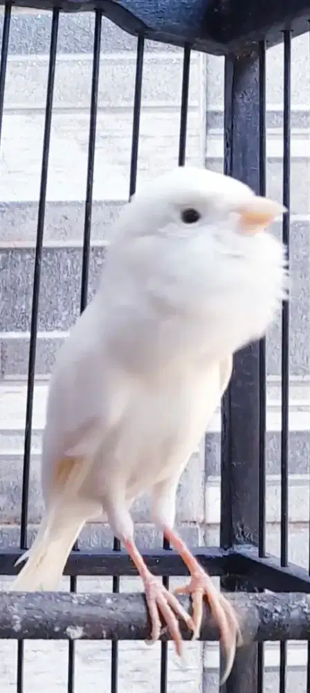 BURUNG KENARI AF PUTIH BIGG GACOR ISIAN PULSET