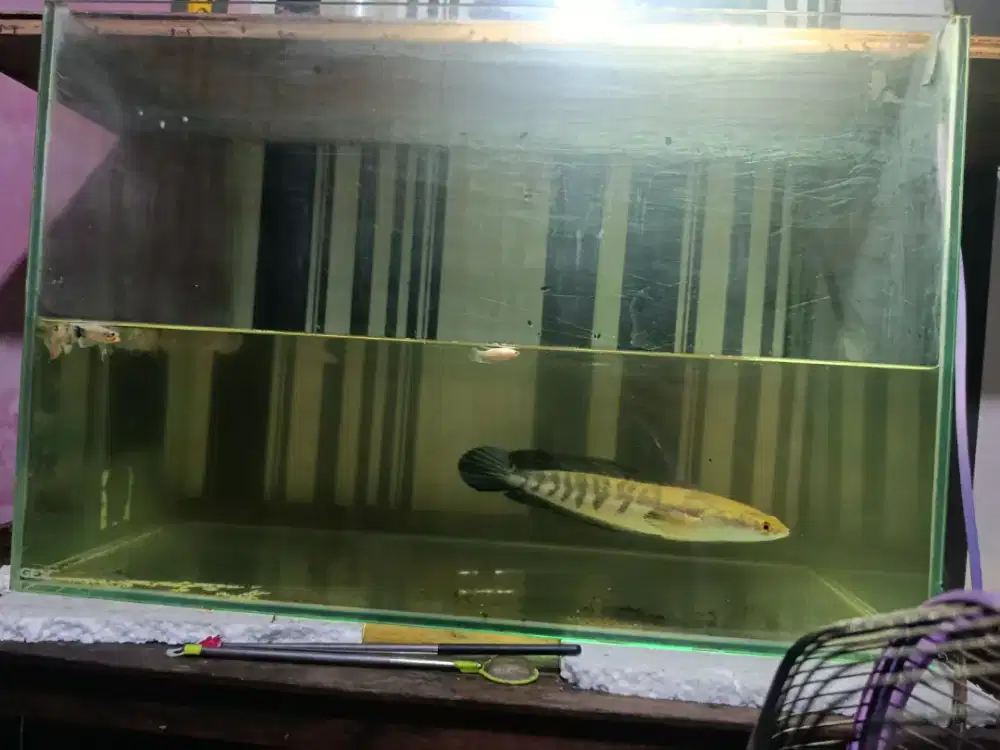 Aquarium channa