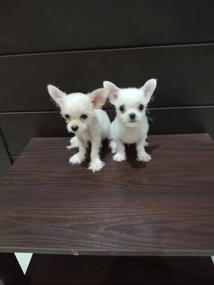 Jual Anakan Chihuahua Jantan Dua Bulan