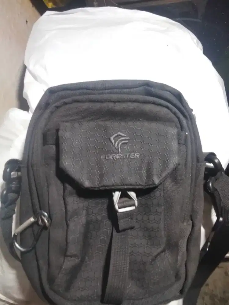 Tas forester mulus