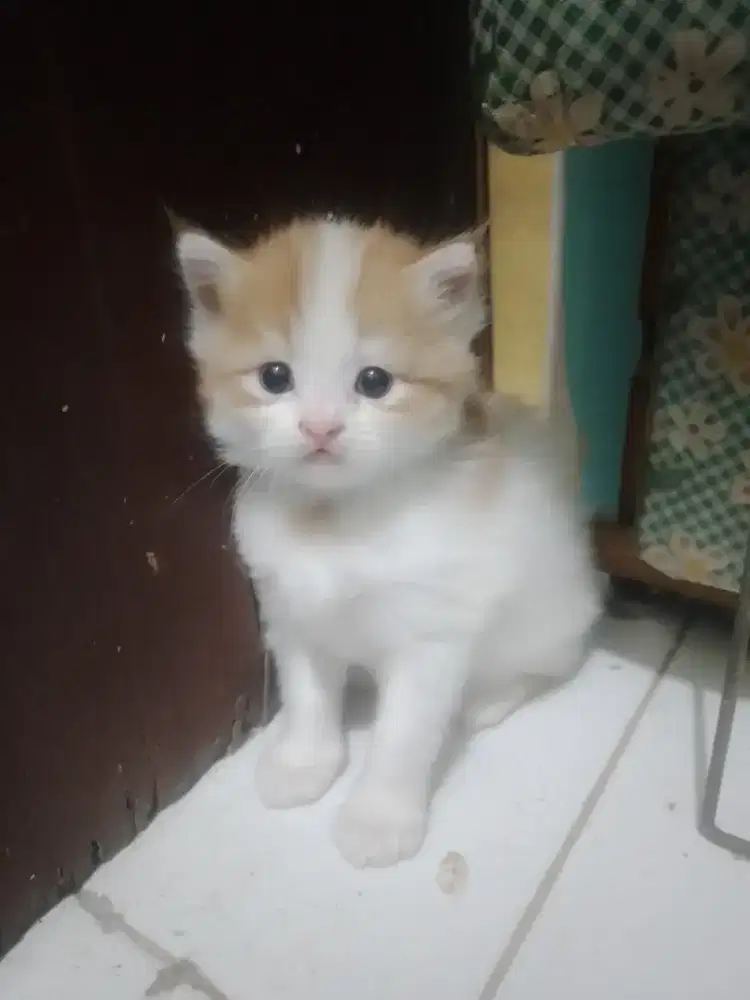 KItten oyen putih (betina)