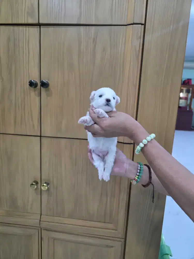 Bichon jantan betina jual cepat