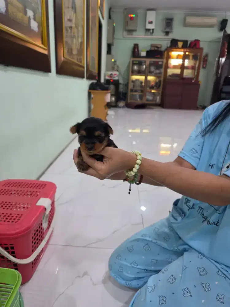 Murah Yorkshire terrier (yorkie) jantan betina
