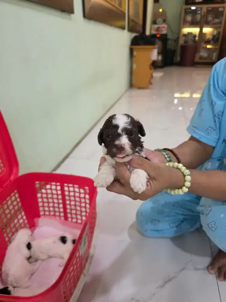 Poodle party putih choco jantan