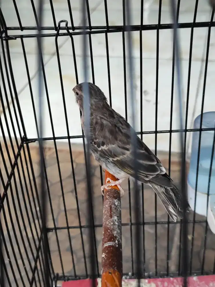 Blacktroat silangan F2 some x sombos