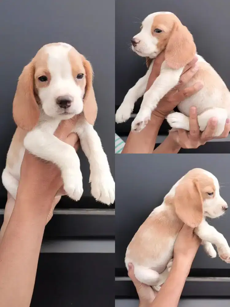 Beagle Lemon Stamboom
