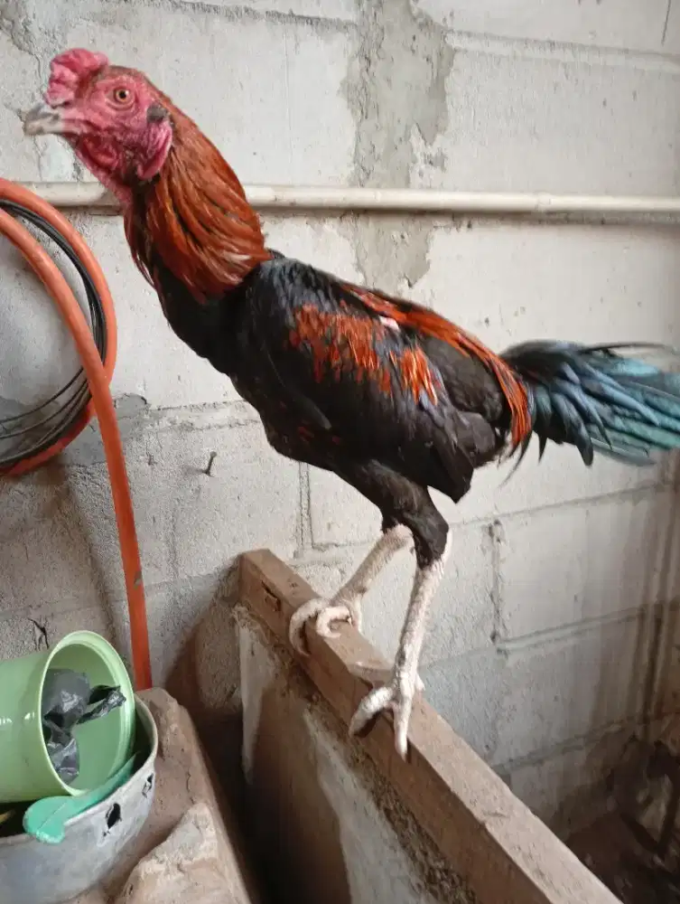 DI JUAL AYAM BANGKOK 6 BULAN