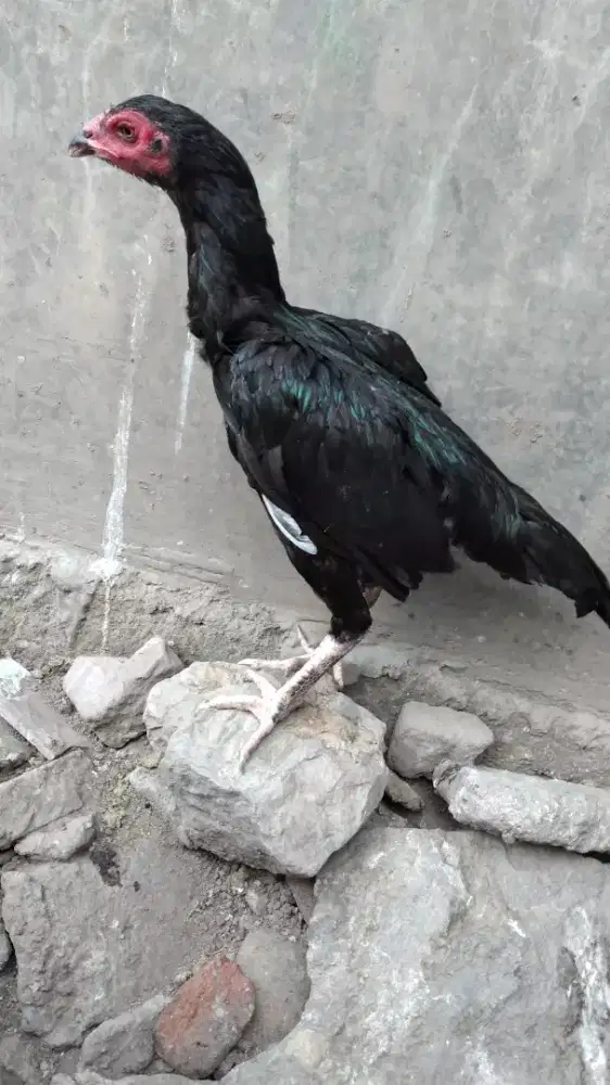 Yng mau tukaran dgn ayam betina pakhoy
