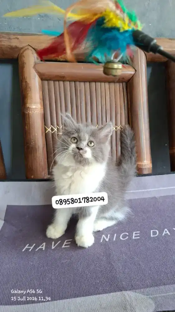 kucing persia jantan /kitten.persia jantan