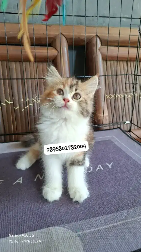 Kucing persia betina/kucing persia flatnose/kitten persia  betina