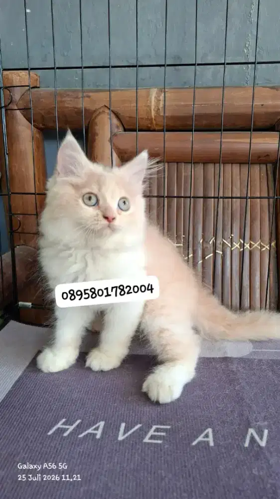Anak kucing  anggora /kitten persia jantan /kucing persia flatnose