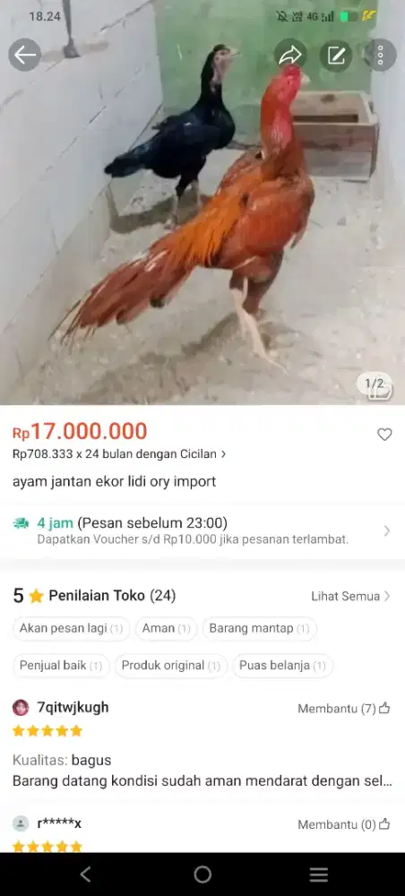 Ayam bangkok ekor lidi uk 8 super big
